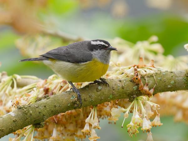 Suikerdiefje (Coereba flaveola)